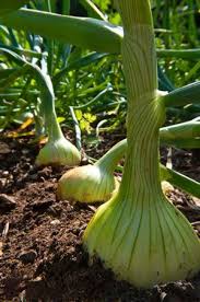 Zwiebeln Steckzwiebeln Anbau Und Pflege Gartendialog De Garten Bepflanzen Garten Gemuseanbau