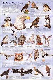 Birds Of North America Poster Framed Avian Raptors Birds Of Prey Educational Science Chart Poster Posters Allposters Com Raptors Bird Raptor Bird Of Prey Birds Of Prey