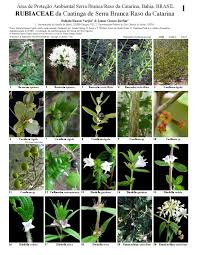 Image result for Rubiaceae