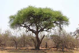 Image result for Acacia