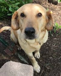 Maybe you would like to learn more about one of these? Pin On Dogs For Adoption