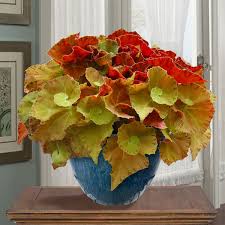 Image result for Begonia macrocarpa