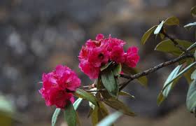 Bhutan Has 48 Species Of Rhododendron If You Are A Rhododendron Lover Do Not Miss The Rhododendron Festiva Flower Festival Botanical Gardens Herbs For Health