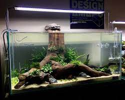 Pin Oleh San Di Tropical Fish Aquarium Akuarium Desain Seni