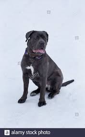Cane corso is a powerful, large breed dog. Cute Cane Corso Sitzt Auf Einem Weissen Schnee Im Winter Park Heimtiere Reinrassigen Hund Stockfotografie Alamy