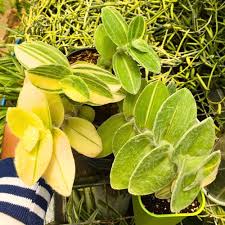 Image result for Tradescantia sillamontana