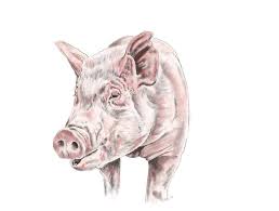 Realistic pig drawing animal drawings, animal sketches. Lucky Pig Drawing By Anne Park Saatchi Art