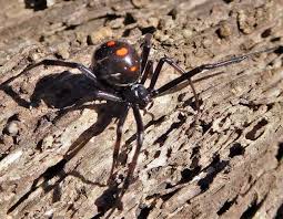There is, however, considerable variation among individual widow spiders. Black Widow Spiders Missouri Department Of Conservation