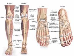 Leg Bones Anatomy Bones Of The Feet Lower Legs Human Body Anatomy Anatomy Bones Body Anatomy