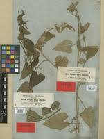 Image result for Tragiella natalensis