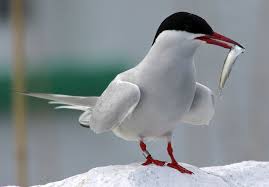 Find & download free graphic resources for arctic tern. File Arctic Tern Sterna Paradisaea Farne Islands Jpg Wiktionary