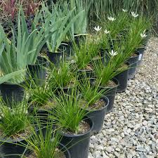 Image result for Zephyranthes candida