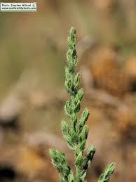 Image result for Cressa cretica