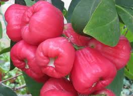 It all depends on the variety. Rose Apple Growing Wax Apple Guide Agri Farming