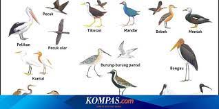 565 likes · 5 talking about this. Inilah 20 Kelompok Burung Air Yang Menjadi Sasaran Sensus