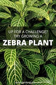 Pin On Plants Propagation N Care