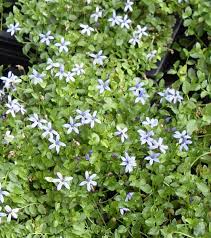 Blue flowers add joy and rarity to your flower arrangements. Pratia Pendunculata Country Park