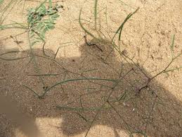 Image result for Cleome angustifolia