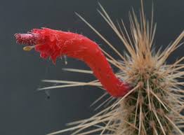 Sirven de alimento para el hombre. Caracteristicas De Los Cactus Y Sus Flores Jardineria On