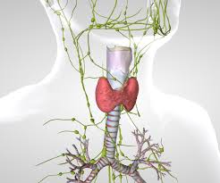 If you think you might be experiencing symptoms related to thyroid disorders or notice a change in appearance to your thyroid, consult with your. About Your Thyroid Surgery Memorial Sloan Kettering Cancer Center