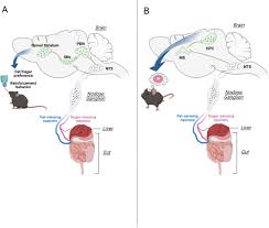 Vagal Sensory Gut–Brain Pathways That Control Eating—Satiety and Beyond -  Mendez‐Hernandez - 2025 - Comprehensive Physiology - Wiley Online Library