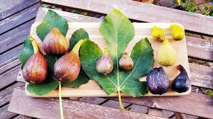 Needs protection in cold winter areas. Seattle Garden Fruit Adventures Tasting Violette De Bordeaux Florea Olympian Figs Fig Fruit Fig Varieties Fig