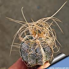 Image result for Dyschoriste capricornis