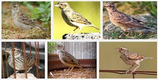 Entdecke rezepte, einrichtungsideen, stilinterpretationen und andere ideen zum ausprobieren. Harga Terbaru Burung Branjangan Agustus 2017 Blog Kicau Mania