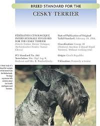 Image result for ČESKÝ TERIÉR