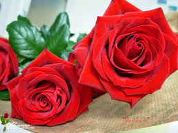 صور ورد احلى صور ورد 2021 صور ورود 2021 صور ورد ملون in 2021 rose flowers plants