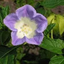 Image result for Nicandra