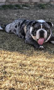 We have superb old english bulldog and victorian bulldog puppies for sale with outstanding health guarantees and customer service 2nd to none. 2 000 Blue Merle English Bulldog Up For Srud Puppies For Sale San Diego Ca Shoppok