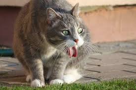 If you suspect your cat is eating too fast and. Regurgitation In Cats Symptoms Causes Diagnosis Treatment Recovery Management Cost