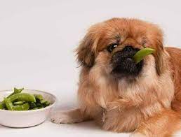 Can Dogs Eat Food With Peas Chien Alimentation Chien Petit Pois