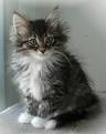 Norwegian Forest Cat Cat Breed Profile | Petfinder