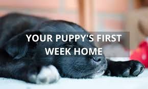 3 month old puppy water schedule. Your Puppy S First Week Home Setting The Stage For Success Train 2 Behave