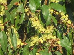 Image result for Croton gratissimus