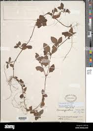Image result for Pavetta decumbens