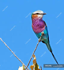We did not find results for: Lilac Breasted Roller Bird Perched On A Branch Blue Sky Animal Nature Stock Photo 232246362