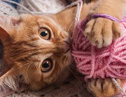 Lock away your cleaning supplies and while on the topic of house plants, some cats consider plant pots to be a great sandbox to play in or. How To Kitten Proof Your House 10 Things To Know