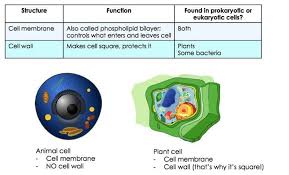 Check spelling or type a new query. What Are Organelles Definition Overview Expii
