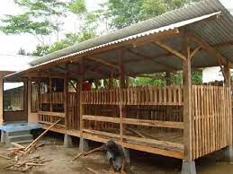 Kandang kambing umbaran perlu disiapkan untuk program breeding. Kandang Kambing Sederhana Untuk Pemeliharaan Intensif