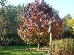 Erfahren sie im gartenlexikon alles über den amberbaum. Amberbaum Liquidambar Styraciflua Baumschule Horstmann