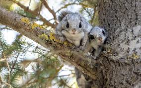 Image result for Pteris kivuensis