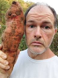 Sweet potato harvest this year