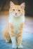 Cats 101 - Season 4 Episode 3: Highlander, Arabian Mau ...