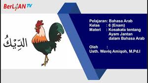 Namun bahasa asing juga cukup populer diantaranya bahasa inggris dan juga sering kita jumpai ucapan selamat ulang tahun dalam bahasa arab. Kosa Kata Ayam Jantan Dalam Bahasa Arab Bahasa Arab Kelas 6 Sd Berlian School Youtube
