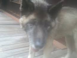 Free local classifieds in pocono mountains, pa. Founddog Bedfordcounty Pa Poconos Rt 196 Breezewood Acres Akita 57mbh 4567550202 Comm Craigslist Org Losing A Dog Akita Find Pets