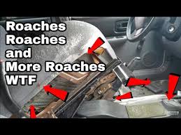 Cockroaches are nocturnal and will scatter if disturbed. I Bought A Car Thats Infested With Roaches 1998 Jeep Cherokee Xj Part 1 Youtube