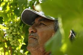 FARMWORKERS' PLIGHT: HARD LABOR, HARDER LIVING